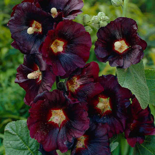 The Black Hollyhock