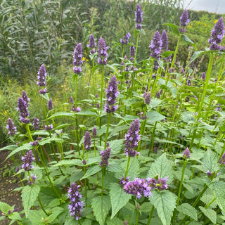 Black Adder Anise Hyssop