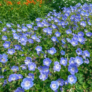 Hardy Geraniums