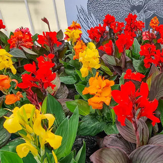 Dwarf Canna Mixture