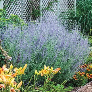 Blue Spire Russian Sage