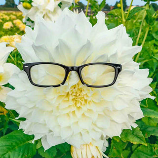 Fleurel® Dinnerplate Dahlia