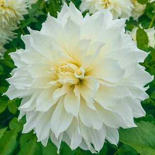 Fleurel® Dinnerplate Dahlia