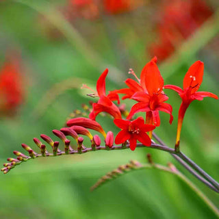 Fire King Crocosmia