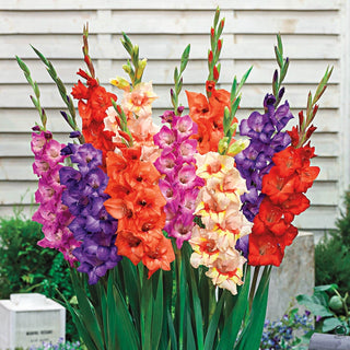 Glamini®  Gladiolus Mixture
