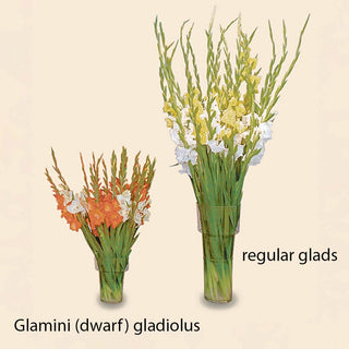 Glamini®  Gladiolus Mixture