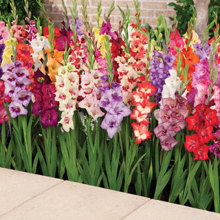 Glamini®  Gladiolus Mixture