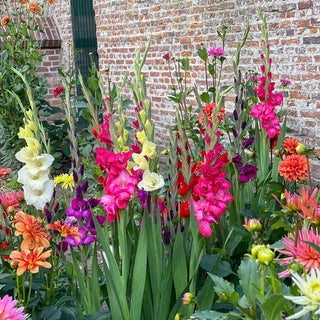 Glamini®  Gladiolus Mixture