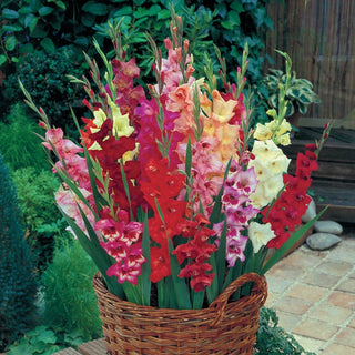 Glamini®  Gladiolus Mixture