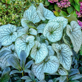 Alexander's Great Siberian Bugloss