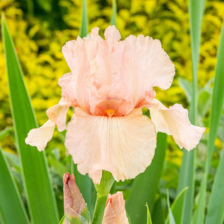 Pink Attraction Reblooming Bearded Iris