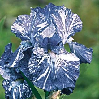 Batik