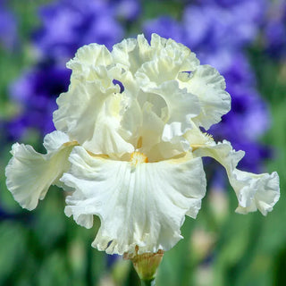 Boston Cream Bearded Iris