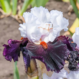 Starring Tall Bearded Iris