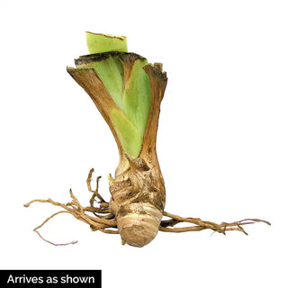 Starring Tall Bearded Iris