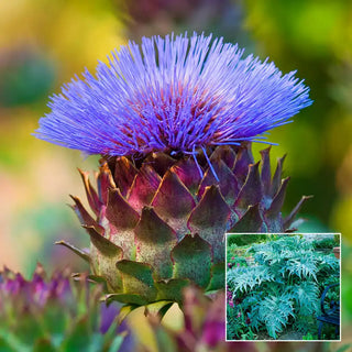 Globe Artichoke