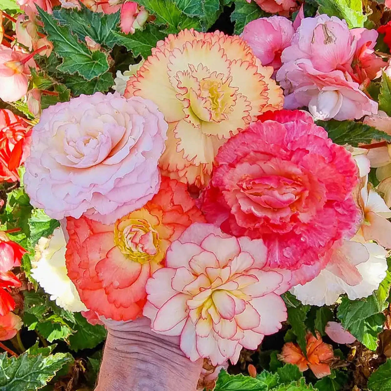 Samba Begonia Mixture | Shop Online | Breck's Bulbs Canada Samba Begonia Mixture | Shop Online | Breck's Bulbs Canada