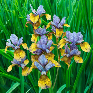 So Van Gogh Siberian Iris