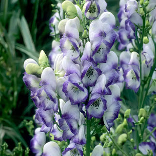 Bicolor Monkshood