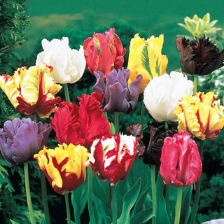Parrot Tulip Mixture