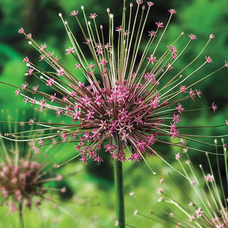 Schubertii Allium