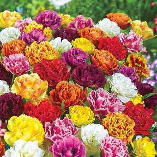 Double Fringed Tulip Mixture