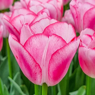Hugs and Kisses Tulip