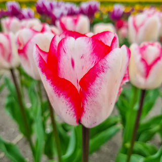 Hugs and Kisses Tulip