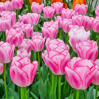 Hugs and Kisses Tulip