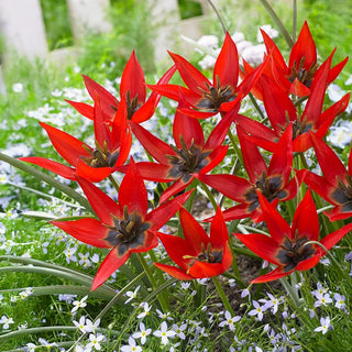 Lizzy Tulip
