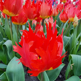 Robbedoes Tulip