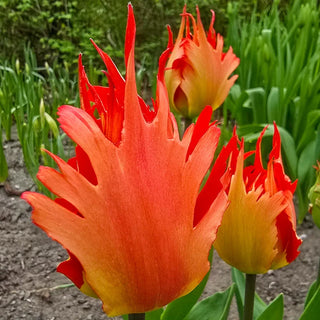 Robbedoes Tulip