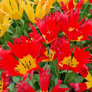 Robbedoes Tulip