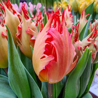 Robbedoes Tulip