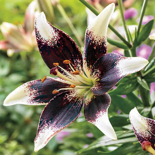 Nettys Pride Lily