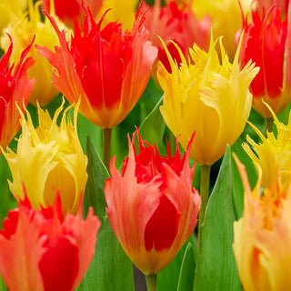 Edge of Enchantment Tulip Mixture