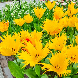 Golden Leo Tulip