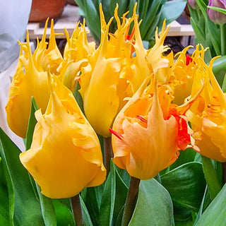 Golden Leo Tulip