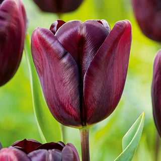 National Velvet Tulip