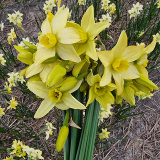 Pacific Hunter Daffodil