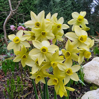 Pacific Hunter Daffodil