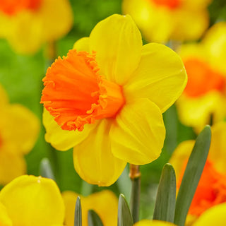 Trumpet Daffodil Collection