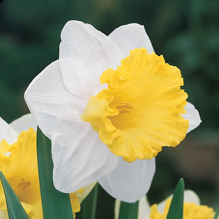 Trumpet Daffodil Collection