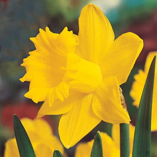 Trumpet Daffodil Collection