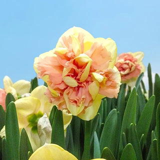 Bellabombe Daffodil