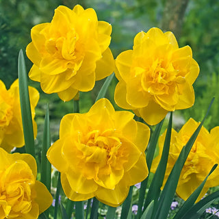 Sherborne Daffodil