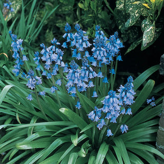 English Bluebells
