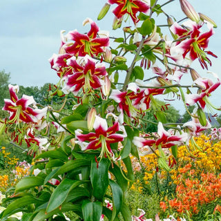 Fragrant Forest Lily Tree® Collection