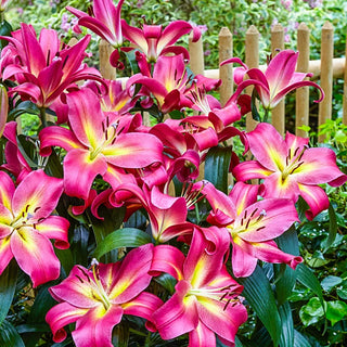 Fragrant Forest Lily Tree® Collection
