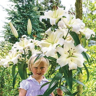 Fragrant Forest Lily Tree® Collection